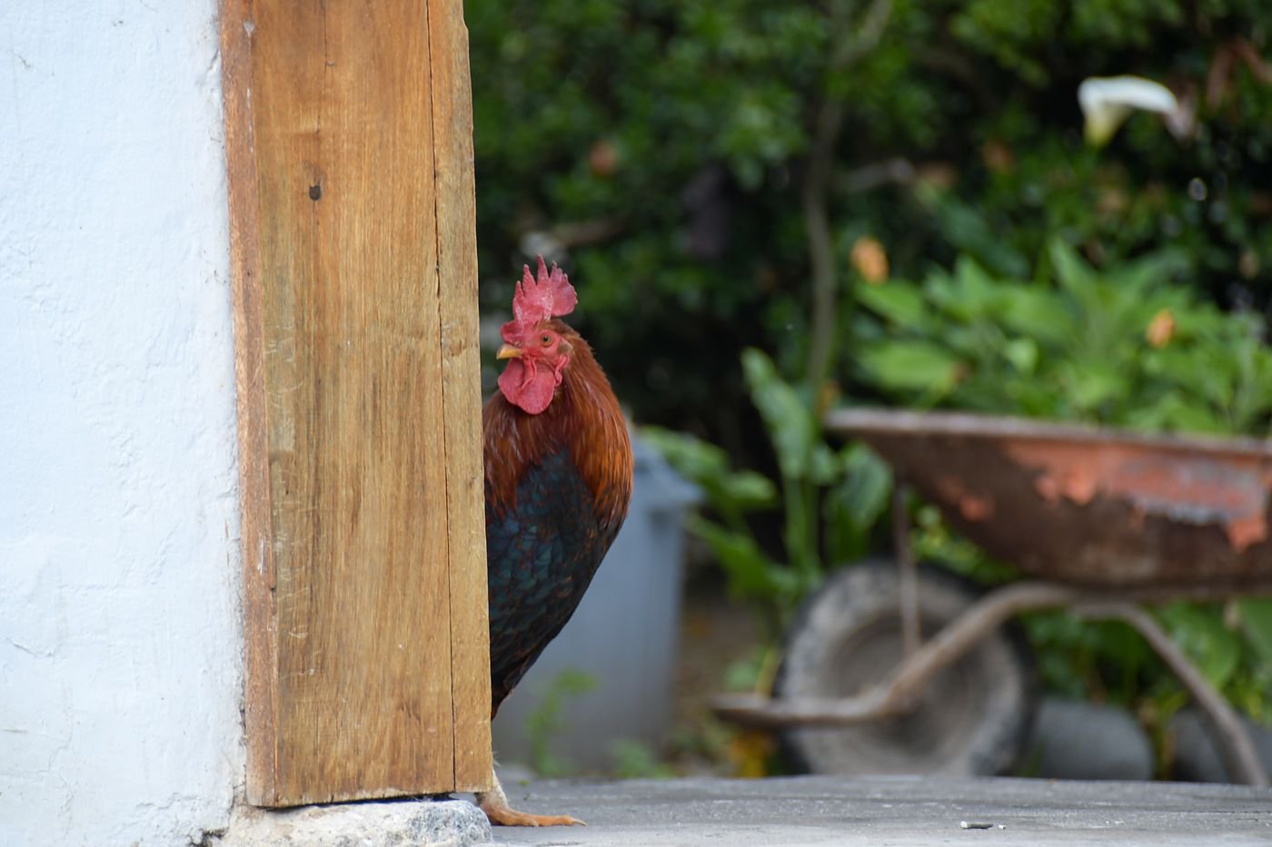 Animales sueltos en el campo