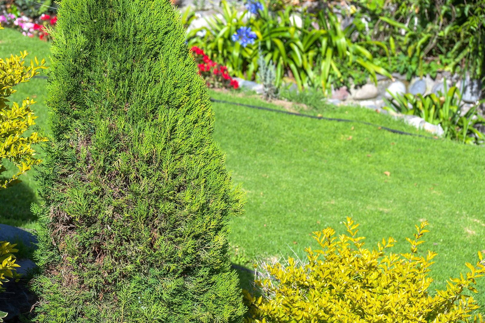 Jardines con flores