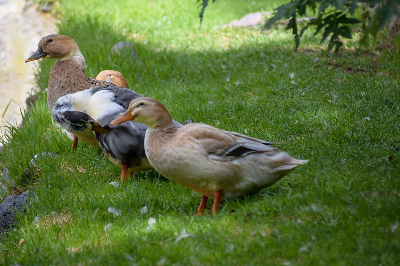 Patos en el jardín